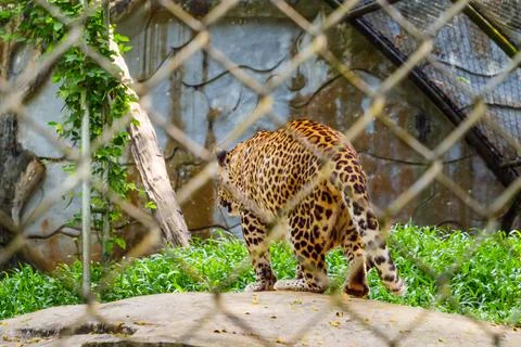 Leopard in Trivandrum 写真素材