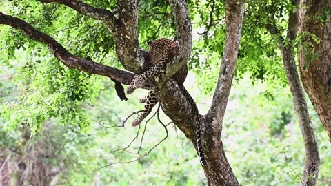 Leopard trying to take an afternoon nap in Bandipur national park Stock Footage 279071537