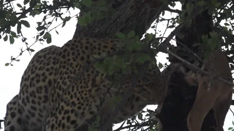 Leopard tugs and tears at hanging carcass — Part 14 Stock Footage 320790188