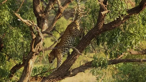 Leopard turning around in and jumping ou... | Stock Video | Pond5