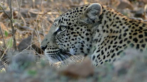 Leopard turning head Stock Footage 64858394