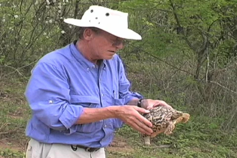  Leopard turtle Stock-Footage 96567