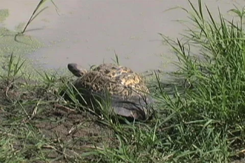 Leopard turtle Stock Footage 97288