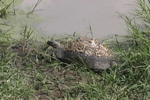 Leopard turtle Stock Footage 97293