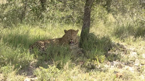A leopard under a tree. Stock Footage 98158730