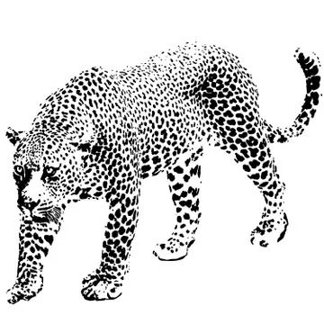 Leopard vector Stock Illustration