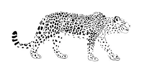 Leopard vector illustration isolated on white background. イラスト素材