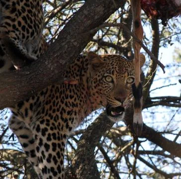 Leopard Versus Prey Stock Photos