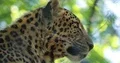 Leopard very close up head view with sunny nature background bokeh 4k or 4k+ Resolution