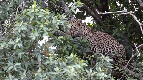 The leopard waiting prey. On tree. Masai Mara, Kenya Video stock 296329792
