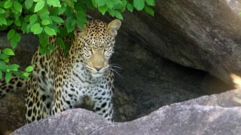 Leopard Waking up Behind a Rock Big Cats Africa Botswana Stock-Footage 314892758