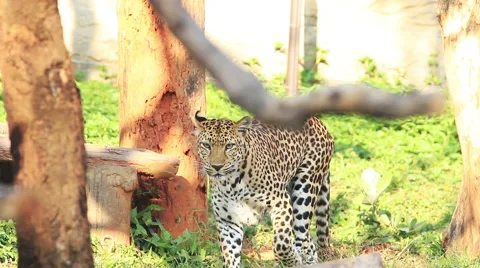 Leopard walk around. Stock Footage 45554430