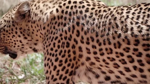Leopard on a walk Vídeo Stock 171589732