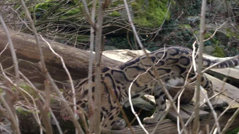 Leopard Walking Across Climbing Structure in Zoo Enclosure Stock Footage 324838154
