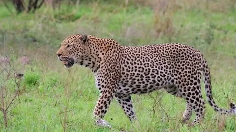 Leopard Walking Across Grass Field Stock Footage 328957877