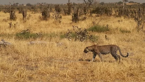 Leopard walking across grassland 4 Stock-Footage 119280013
