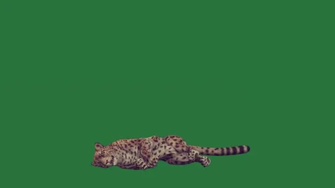 A leopard walking across green screen and is on cat running lying down Video stock 335122353