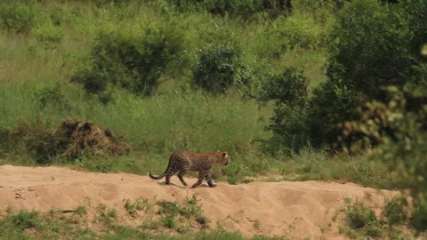 Leopard walking along river bank Kruger GF Stock Footage 228936931