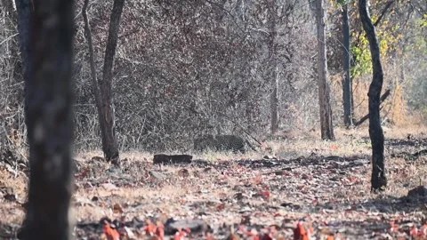 Leopard walking amongst the beautiful colours of Tadoba national park Stock Footage 307841930