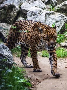 A leopard walking amongst the stone. 스톡 사진