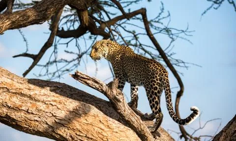 A leopard is walking up and down the tree on its branches Stock Photos