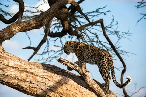A leopard is walking up and down the tree on its branches Stock Photos