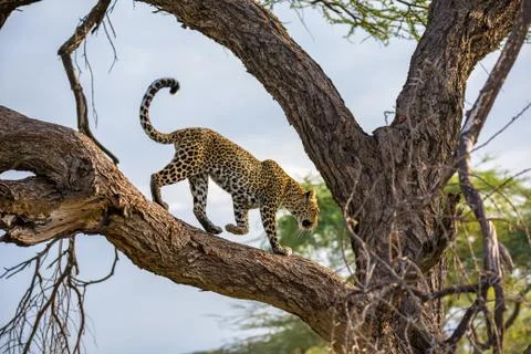 A leopard is walking up and down the tree on its branches Stock Photos