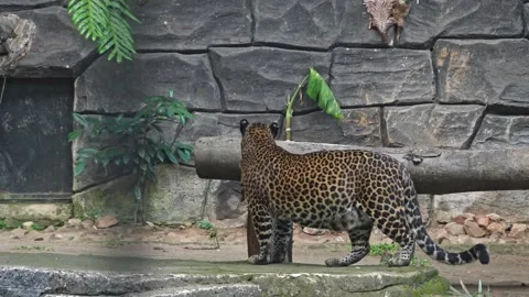 A Leopard Walking And Jumping To The Tree Inside A Cage At Zoo Stock Footage 289868639