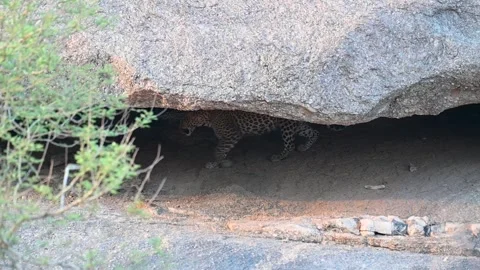Leopard walking around in its cave in Jawai national park Stock Footage 308722327