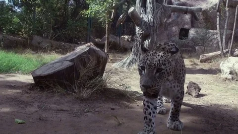 Leopard walking in the aviary Stock-Footage 70399979