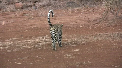 Leopard walking away from camera Stock Footage 632735