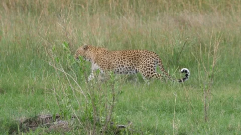 Leopard walking away in Moremi Game Reserve Vídeo Stock 120911487
