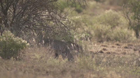 Leopard walking behind bushes  Stock Footage 33529897