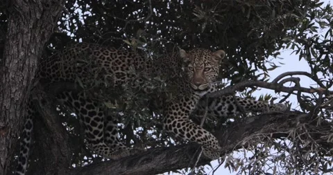 Leopard walking on a branch up in a tree Stockbeeldmateriaal 153395247