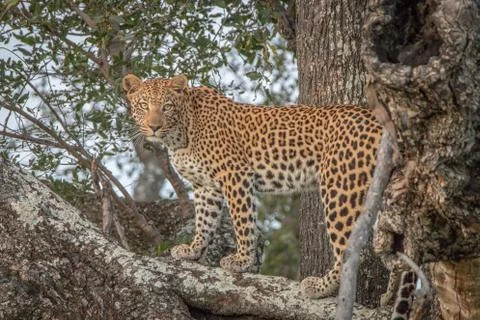 A Leopard walking on a branch in a tree. Stock Photos