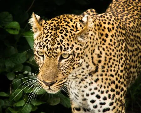 Leopard walking from bush Stock Photos