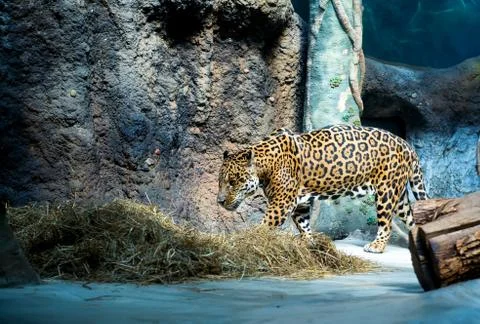 Leopard walking in cage Fotos Stock
