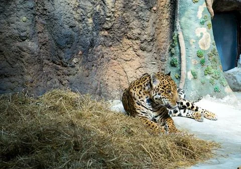Leopard walking in cage Stock Photos