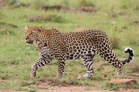 Leopard walking down a rocky hill slope with one paw raised Stock Photos