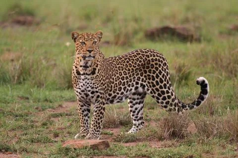 Leopard walking down a rocky hill slope looking into camera Stock Photos
