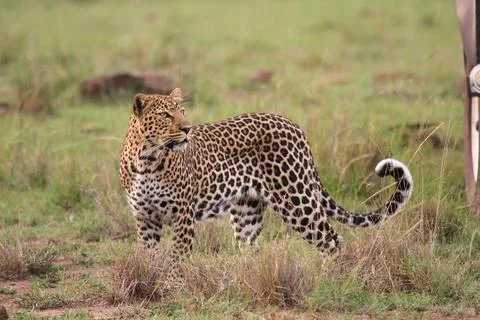 Leopard walking down a rocky hill slope looking across his shoulder Stock Photos