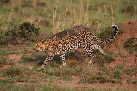 Leopard walking down a rocky hill slope with one paw raised Stock Photos