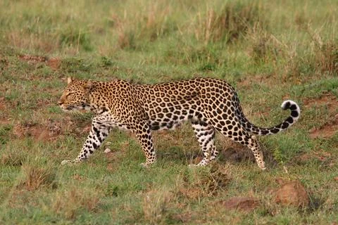 Leopard walking down a rocky hill slope with one paw raised Stock Photos