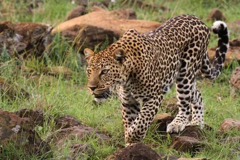 Leopard walking down a rocky hill slope with one paw raised Stock Photos