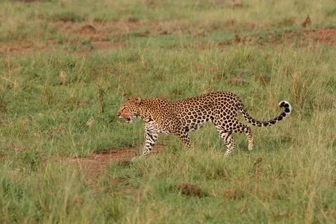 Leopard walking down a rocky hill slope with one paw raised Stock Photos