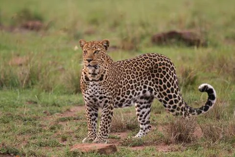 Leopard walking down a rocky hill slope looking into camera Stock-Fotos