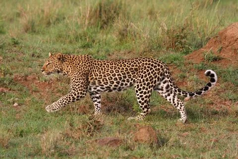 Leopard walking down a rocky hill slope with one paw raised Stock Photos