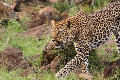 Leopard walking down a rocky hill slope with one paw raised Stock Photos