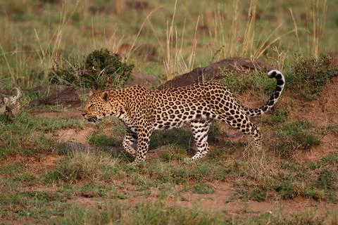 Leopard walking down a rocky hill slope with one paw raised Stock Photos