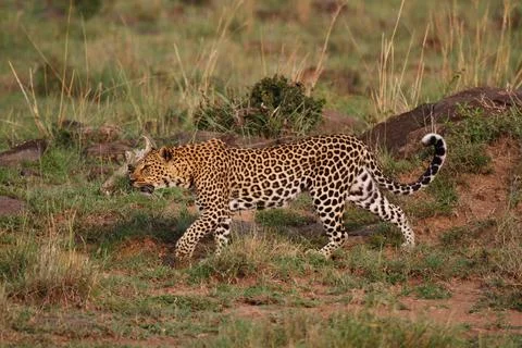 Leopard walking down a rocky hill slope with one paw raised Stock Photos